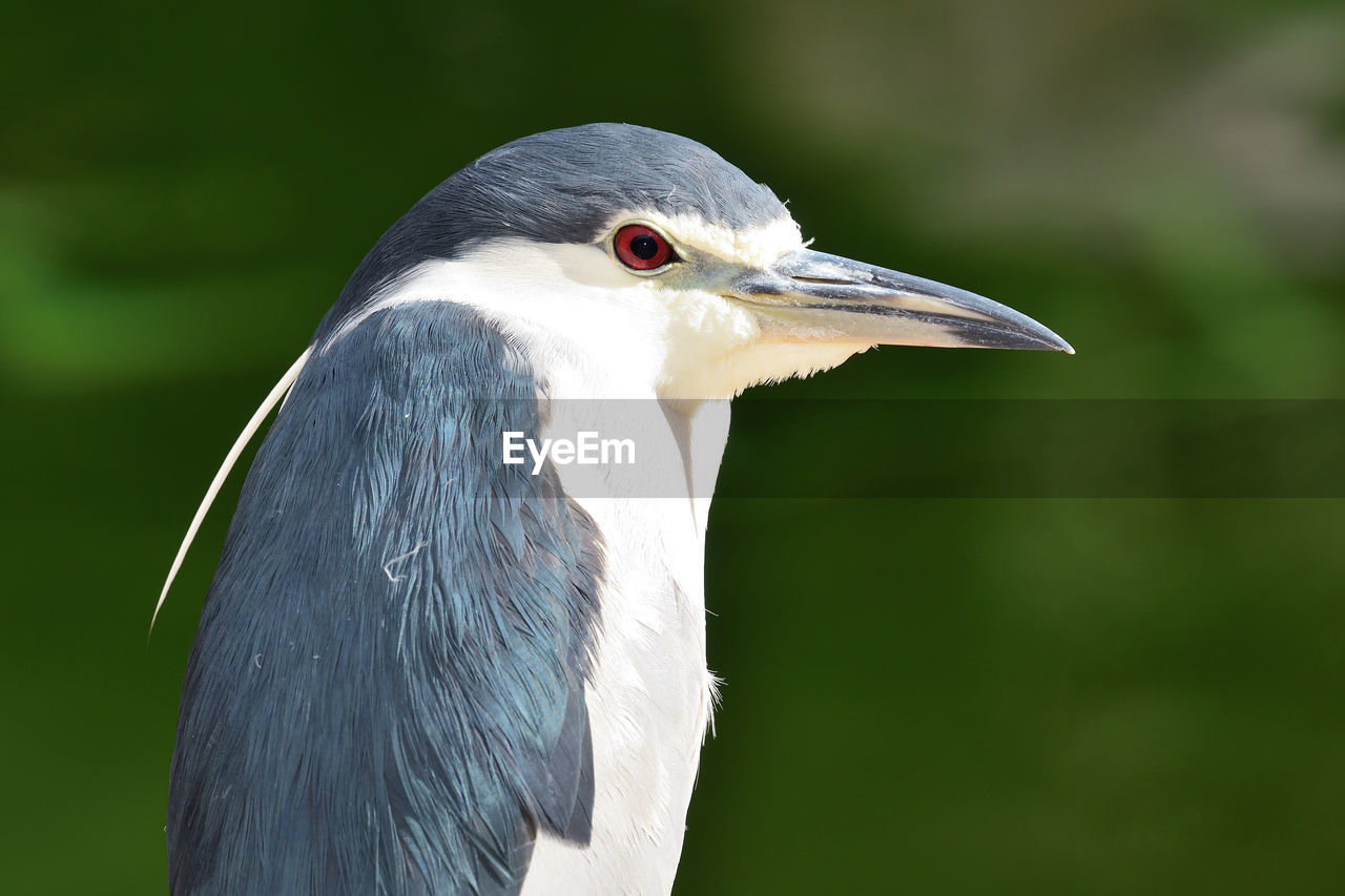 Close up of a black crowned night heron