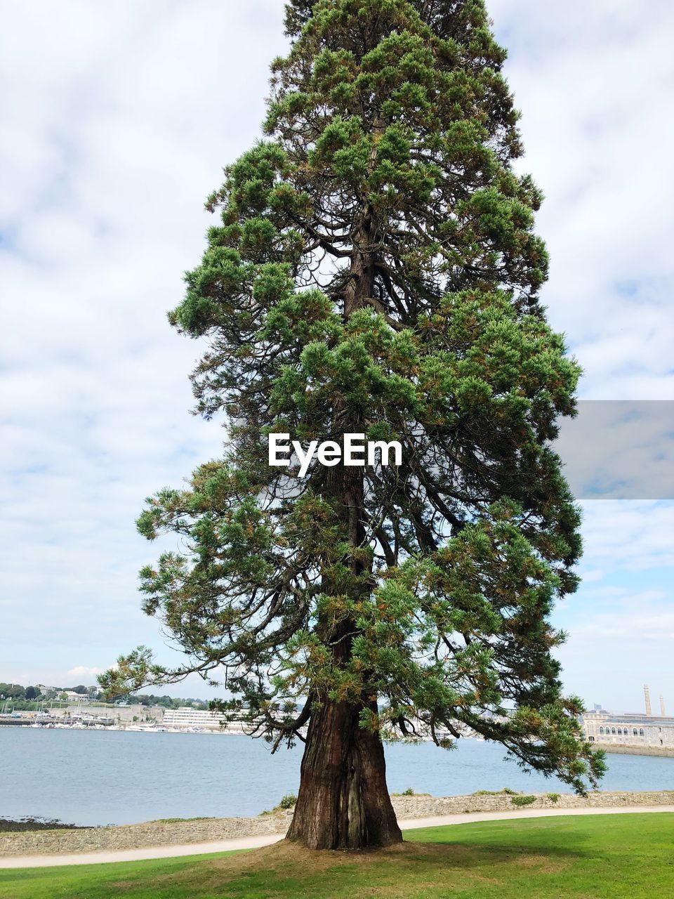 TREE GROWING ON FIELD AGAINST SKY