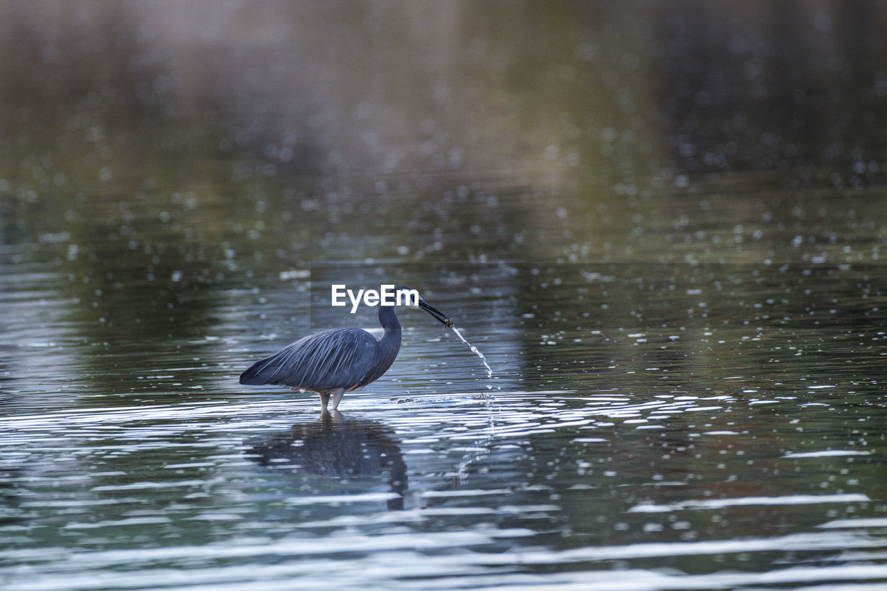 Heron in water