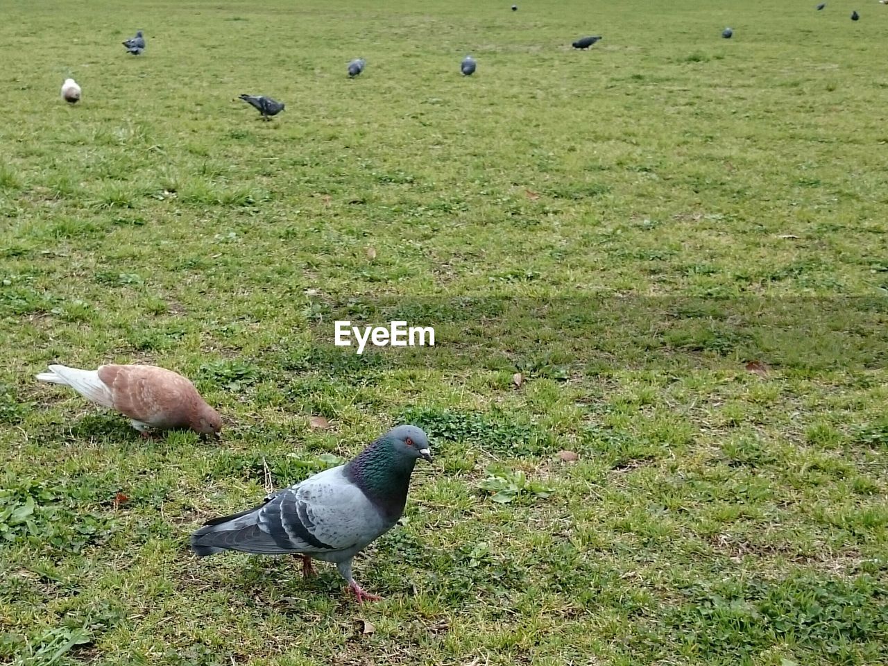 Pigeons perching on grassy field