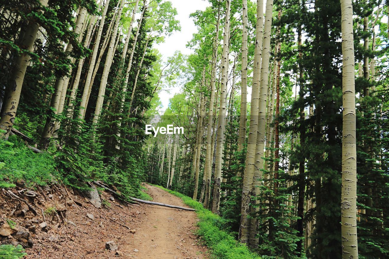 Trail amidst trees in forest