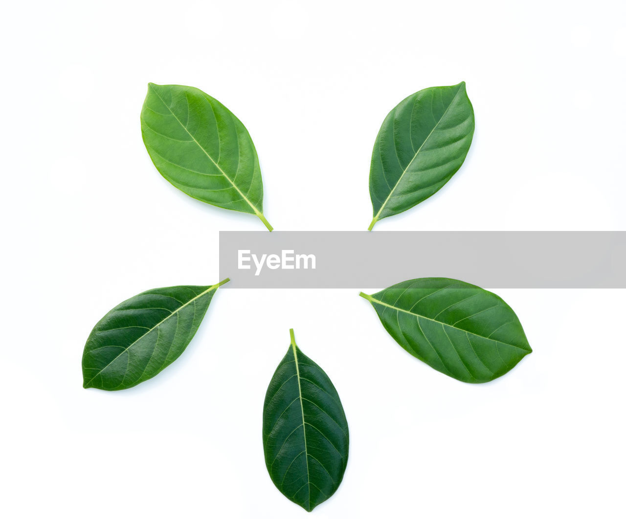 CLOSE-UP OF LEAVES AGAINST WHITE BACKGROUND