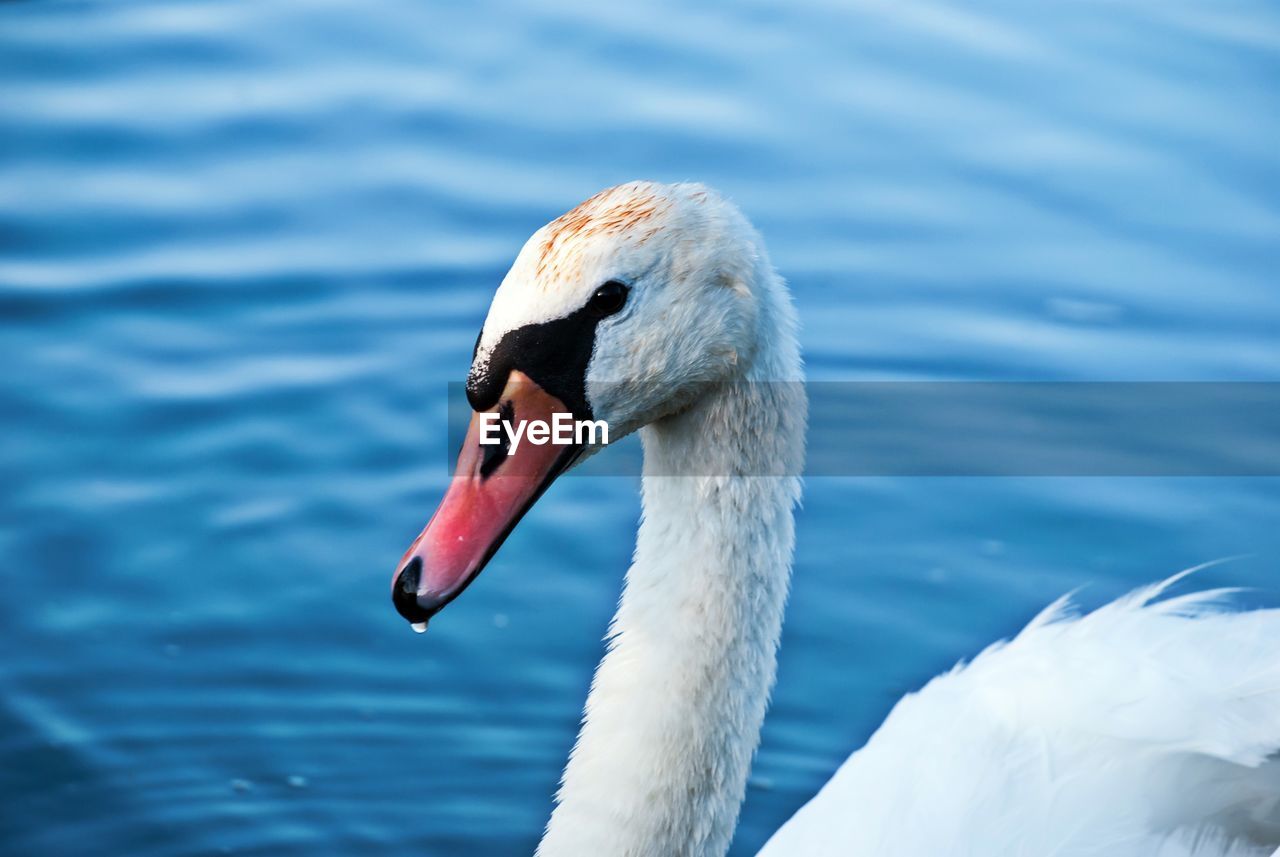 SWAN SWIMMING ON LAKE