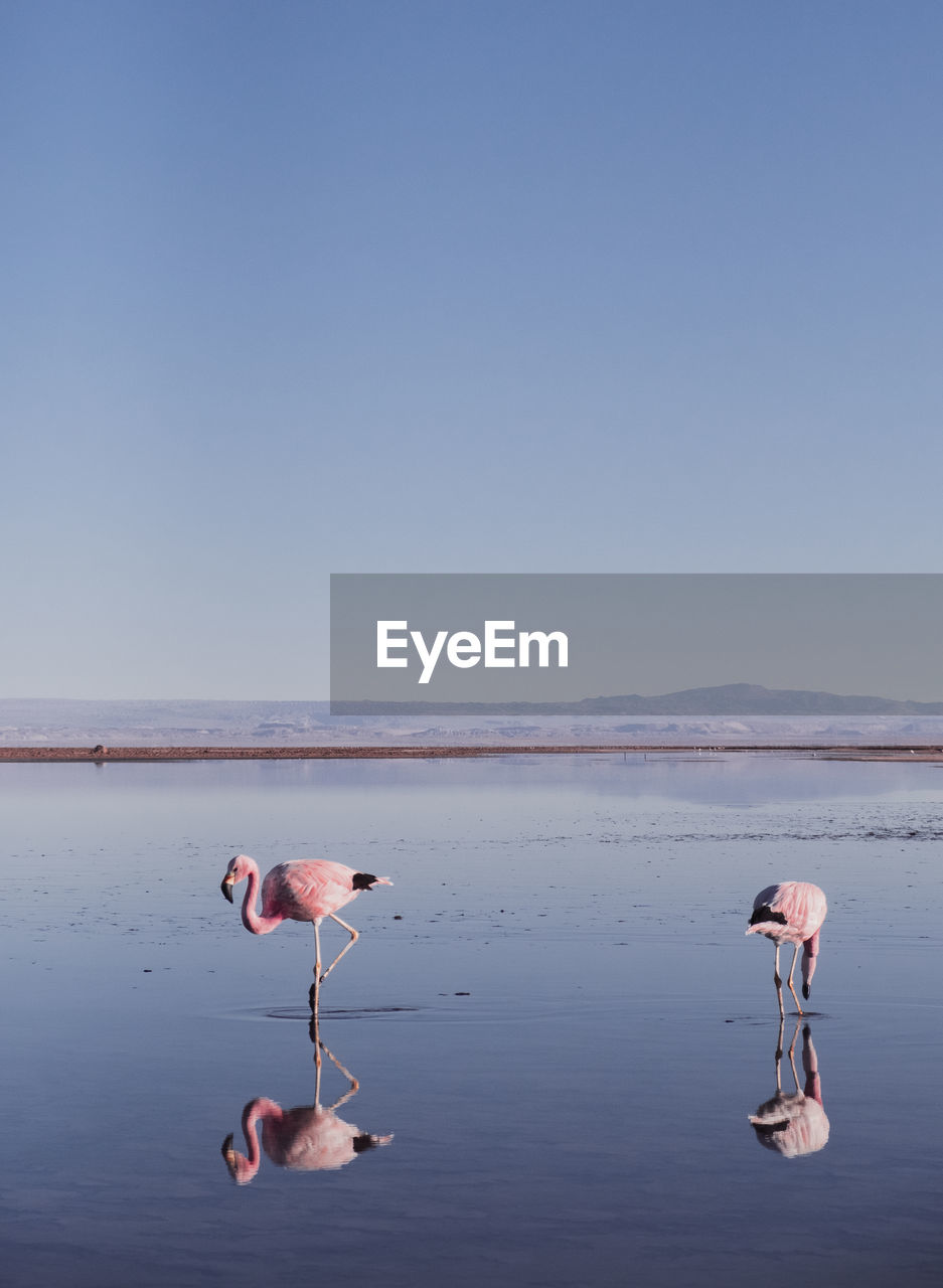 BIRDS ON LAKE AGAINST CLEAR SKY