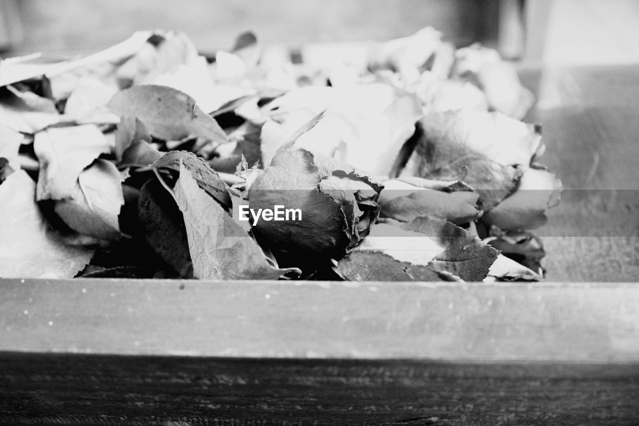 CLOSE-UP OF BIRDS ON GROUND