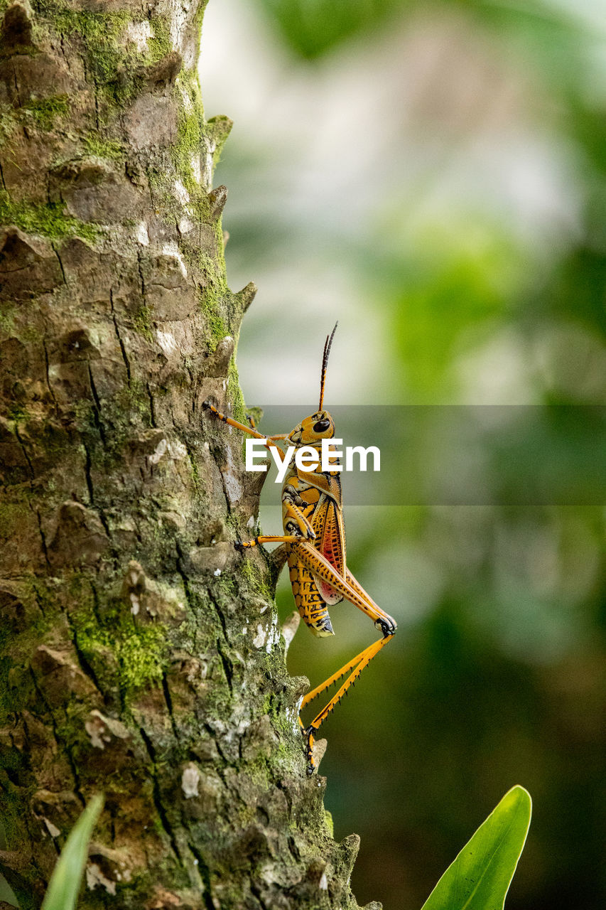 CLOSE-UP OF INSECT ON PLANT AGAINST TREE TRUNK
