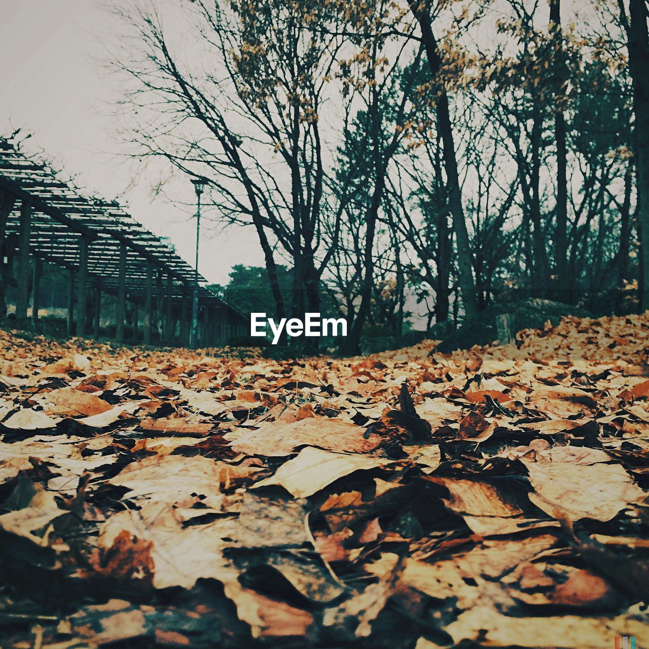 Fallen leaves with trees in park