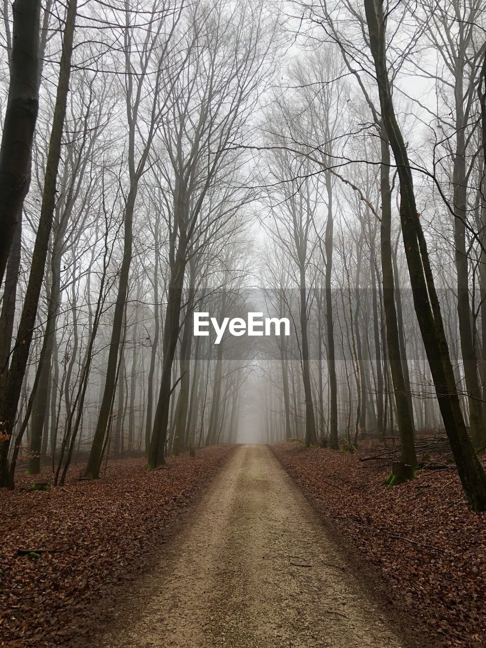 Dirt road along bare trees in foggy weather