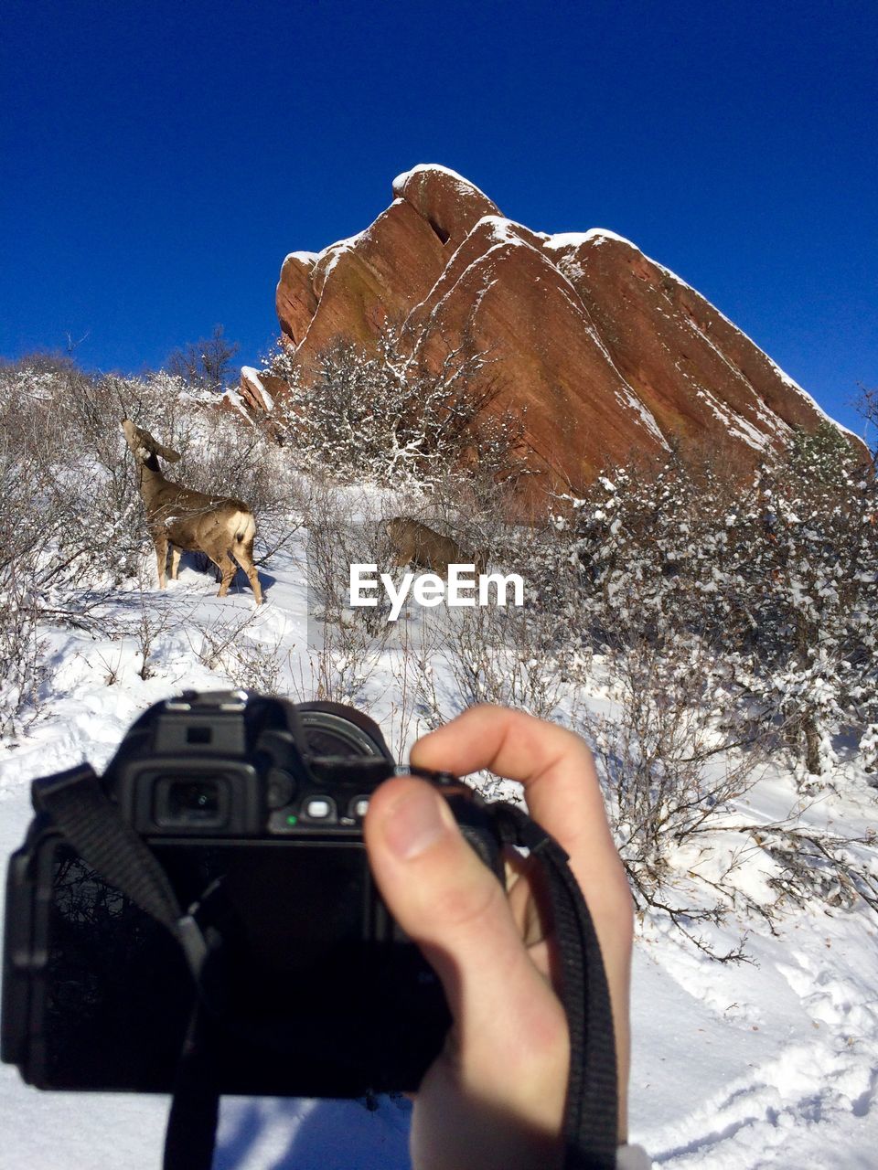 Cropped image of hand holding camera against snowcapped mountain