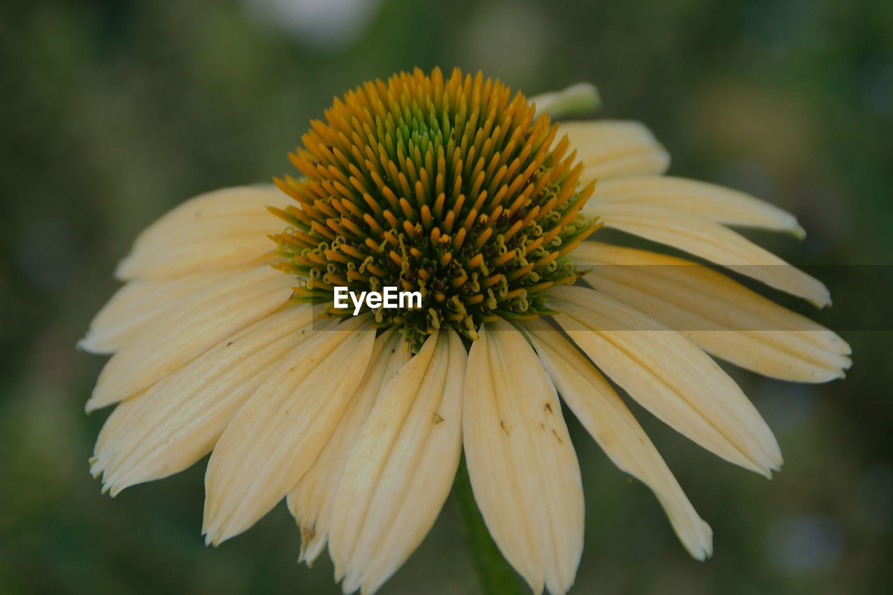 CLOSE-UP OF WET YELLOW FLOWER