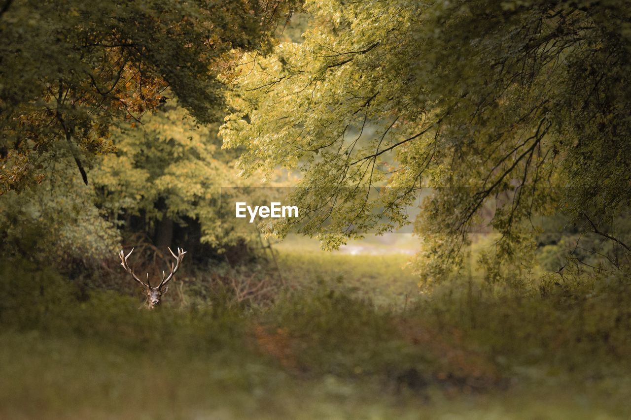 VIEW OF A FOREST ON A LAND