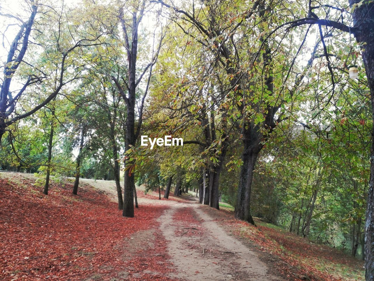 EMPTY ROAD ALONG TREES IN PARK