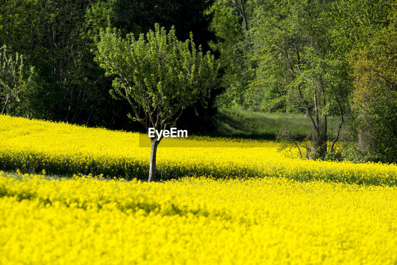 Scenic view of oilseed rape field