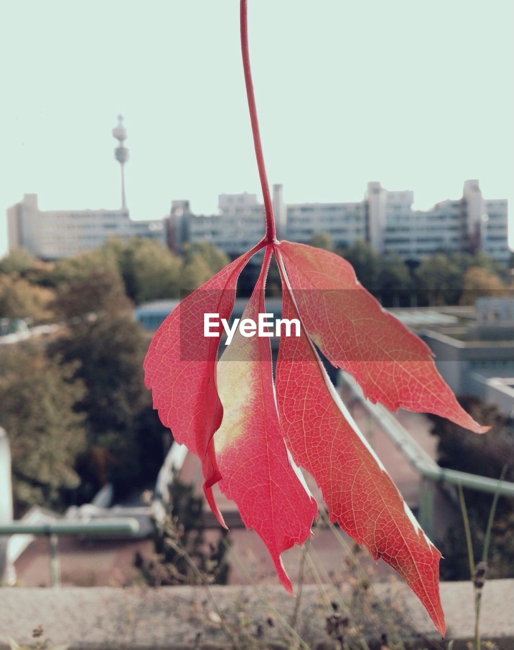 Red leaf with city neighborhood in background