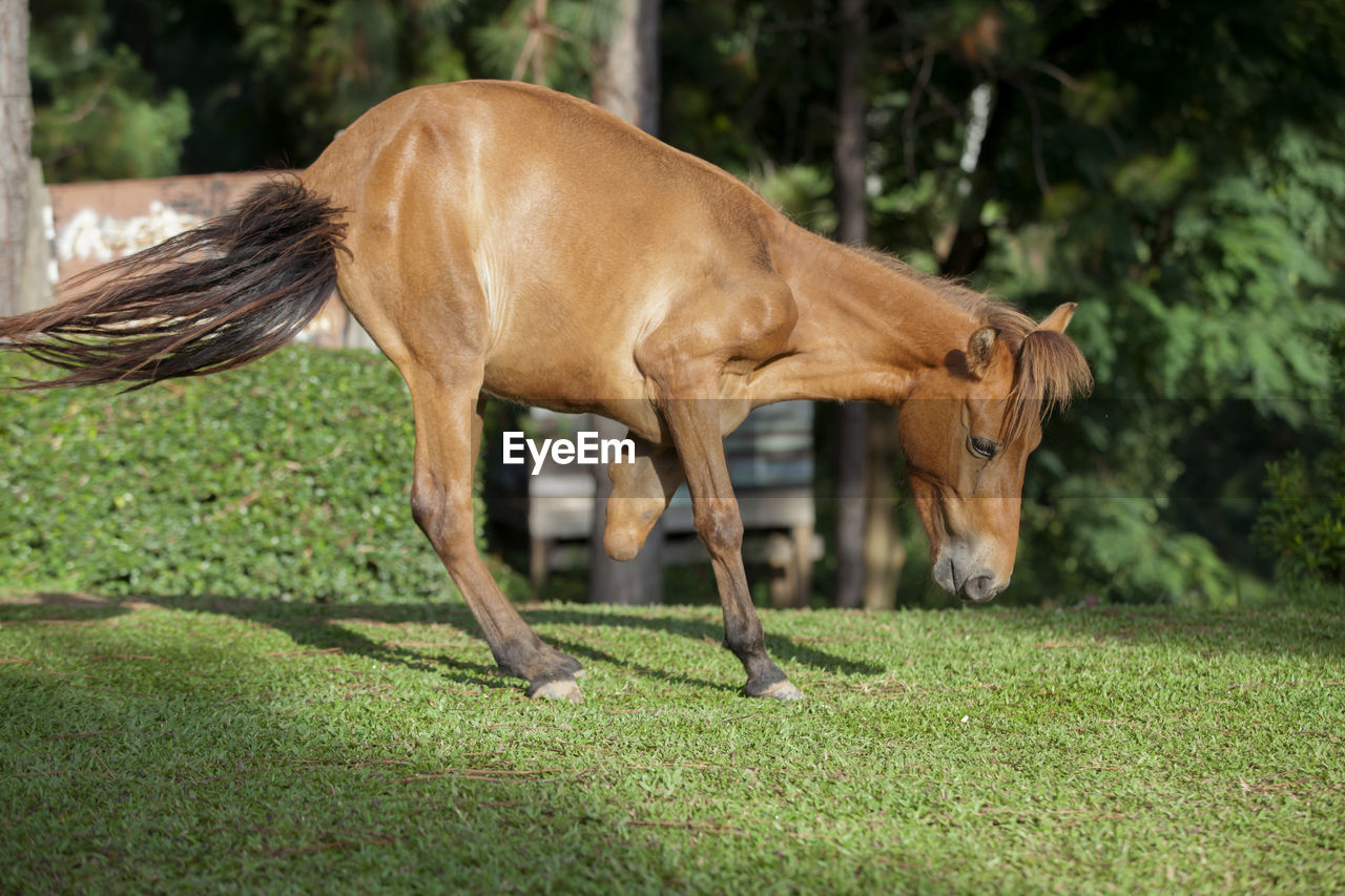 Horse standing on field