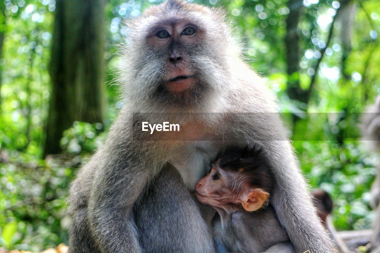 PORTRAIT OF MONKEY SITTING OUTDOORS