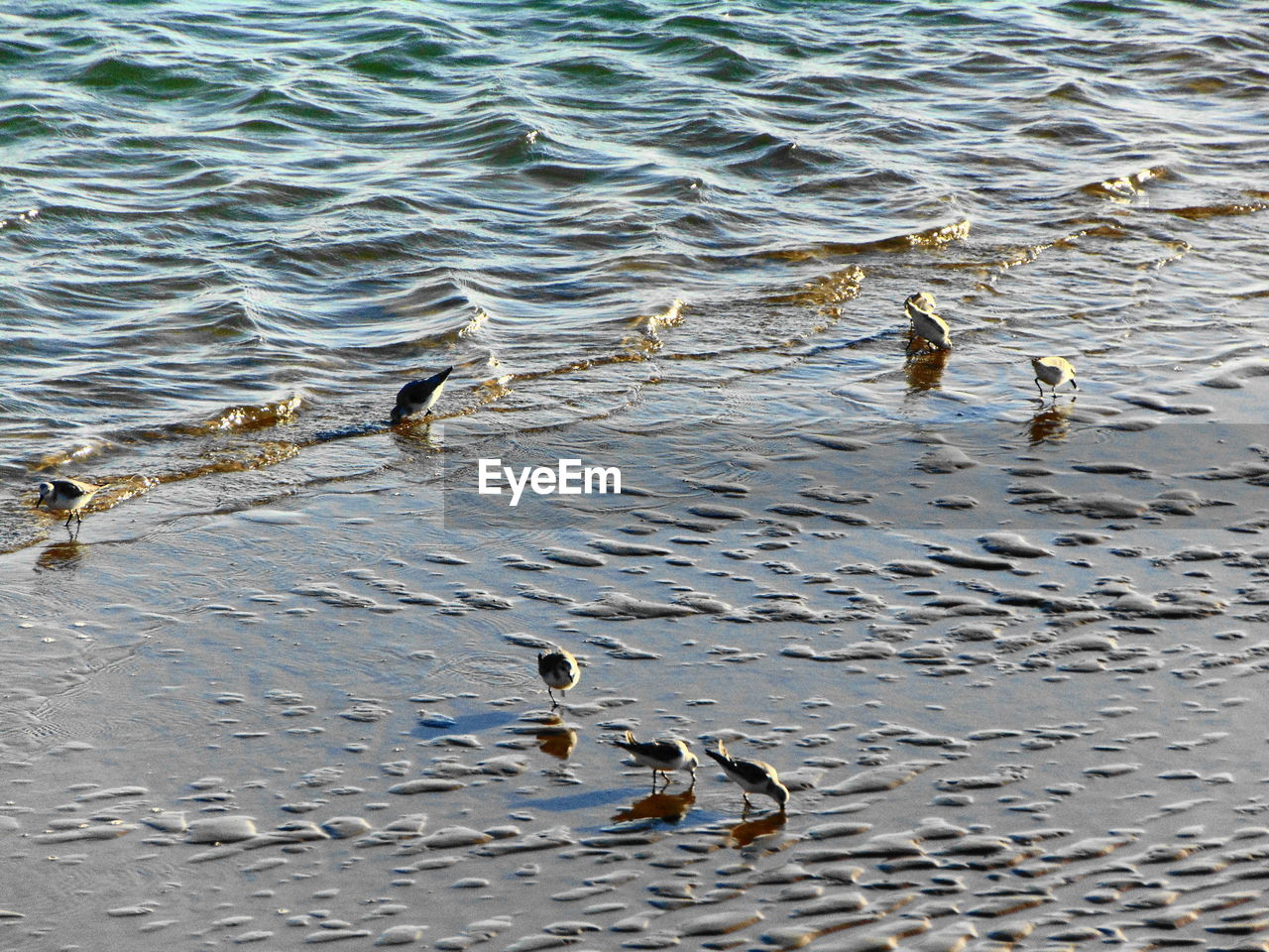 DUCK SWIMMING IN LAKE