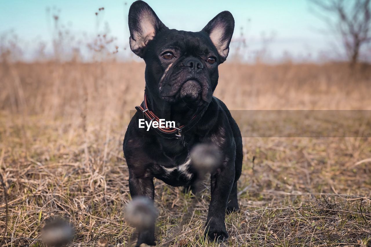 Black dog on field