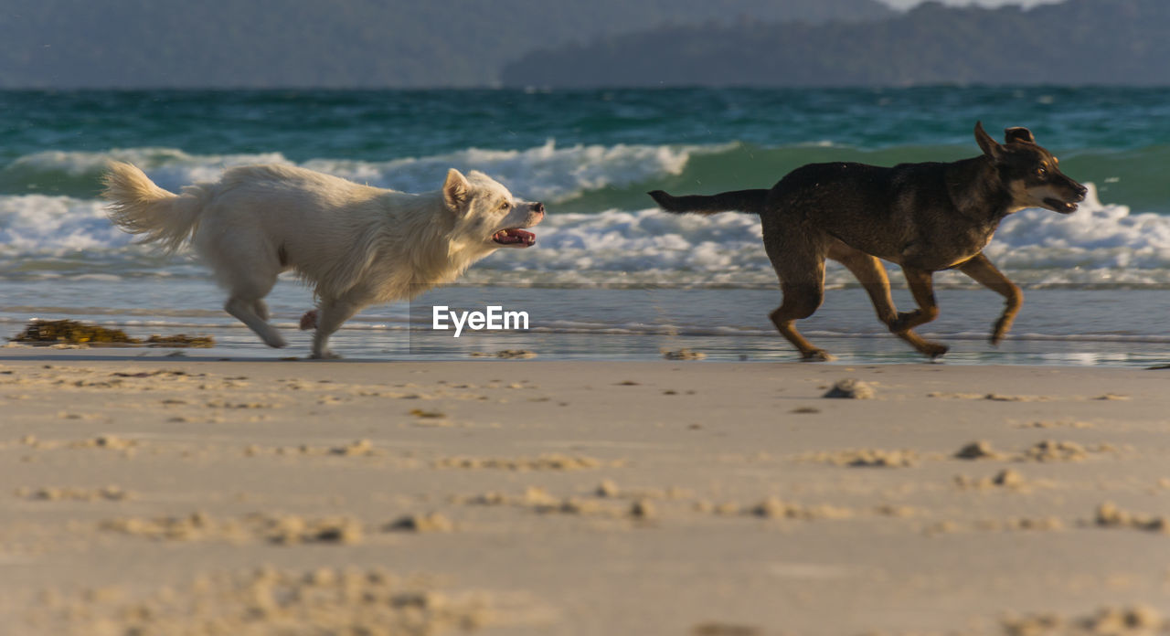 A white dog and a brown dog playing at the beach