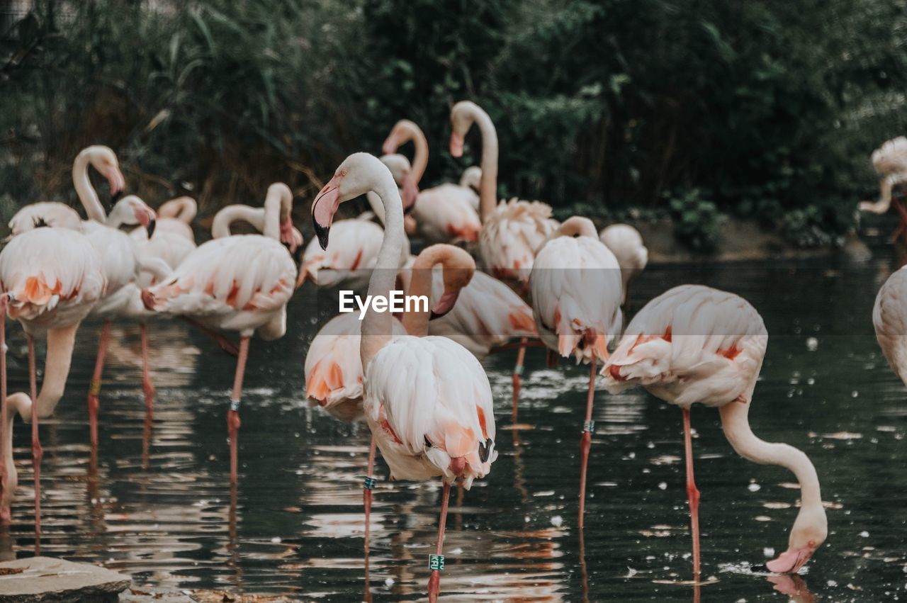 Flamingos in a lake