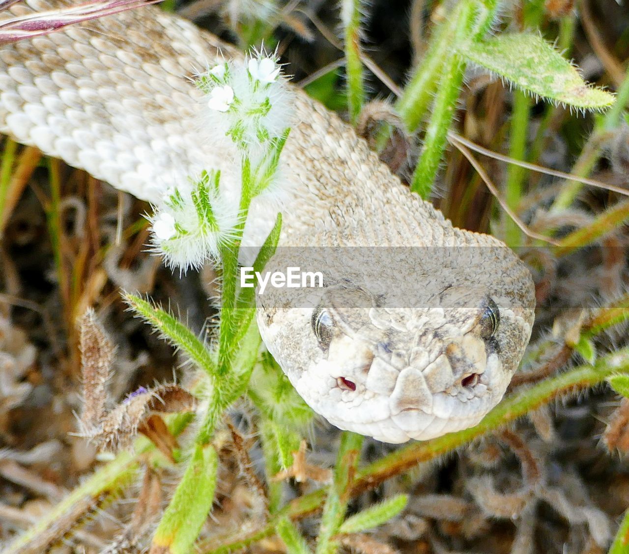 CLOSE-UP OF LIZARD ON PLANTS