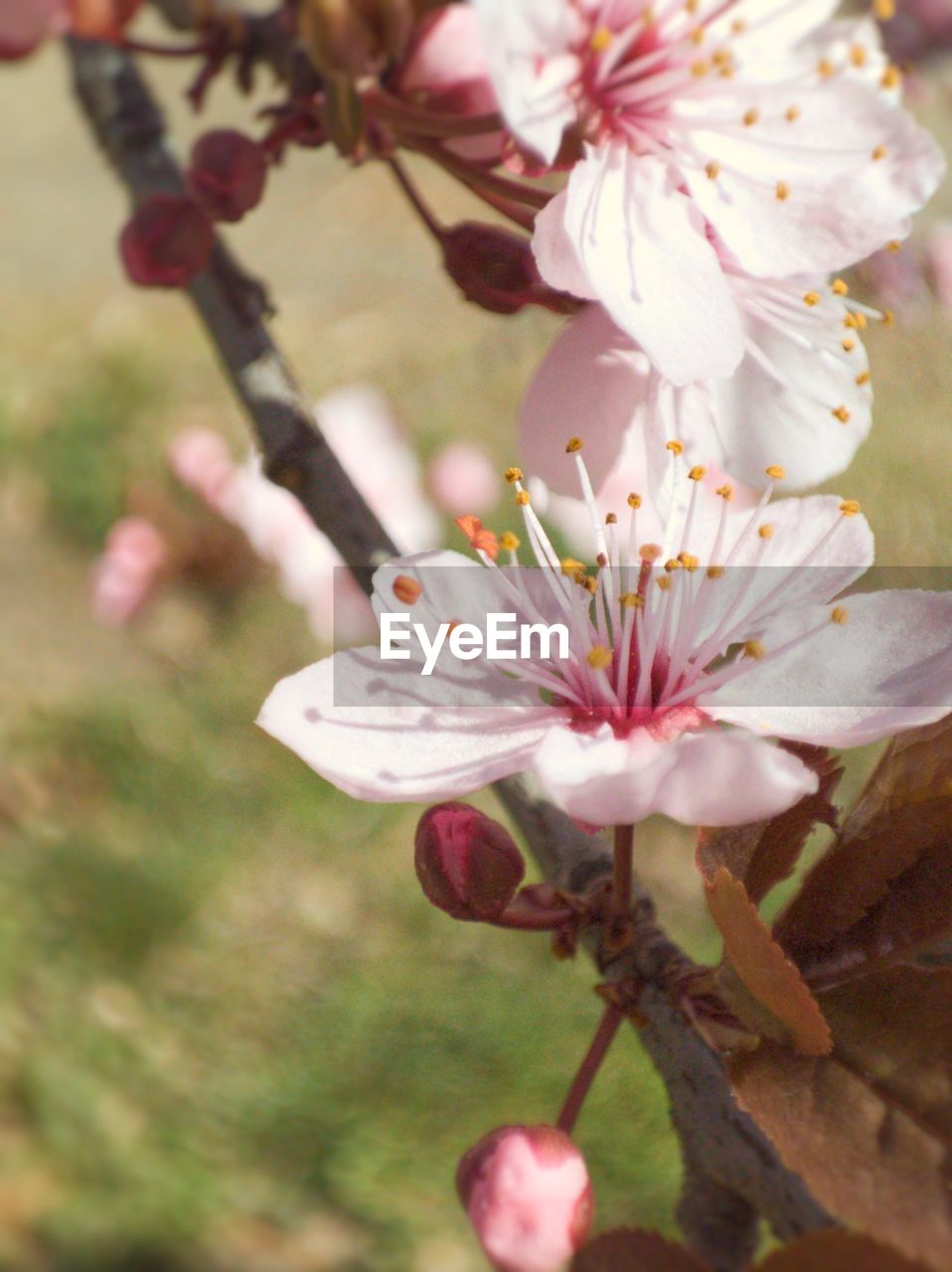 plant, flower, flowering plant, freshness, fragility, beauty in nature, blossom, growth, close-up, springtime, pink, nature, tree, pollen, petal, flower head, produce, stamen, inflorescence, branch, focus on foreground, food, no people, fruit tree, cherry blossom, botany, day, outdoors, spring, fruit, twig, selective focus, almond tree, white, cherry tree, orchard, apple tree