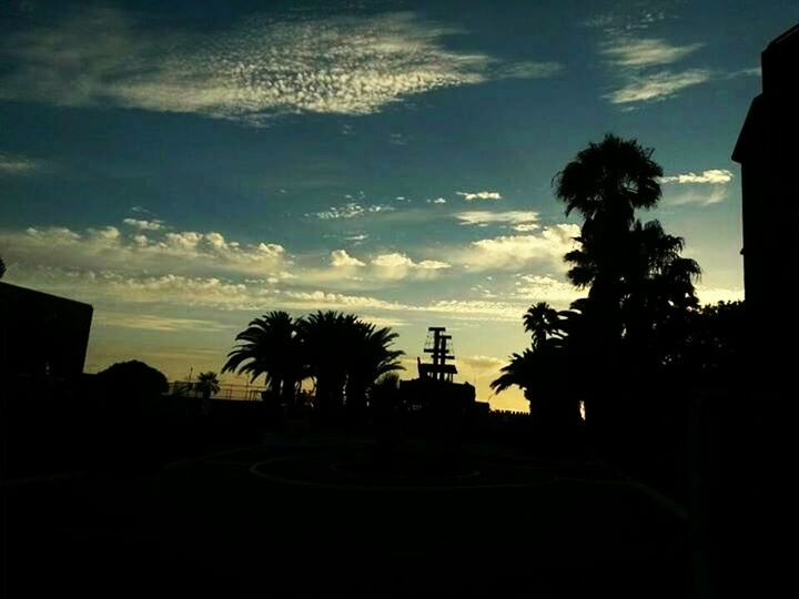 SILHOUETTE TREES AT SUNSET