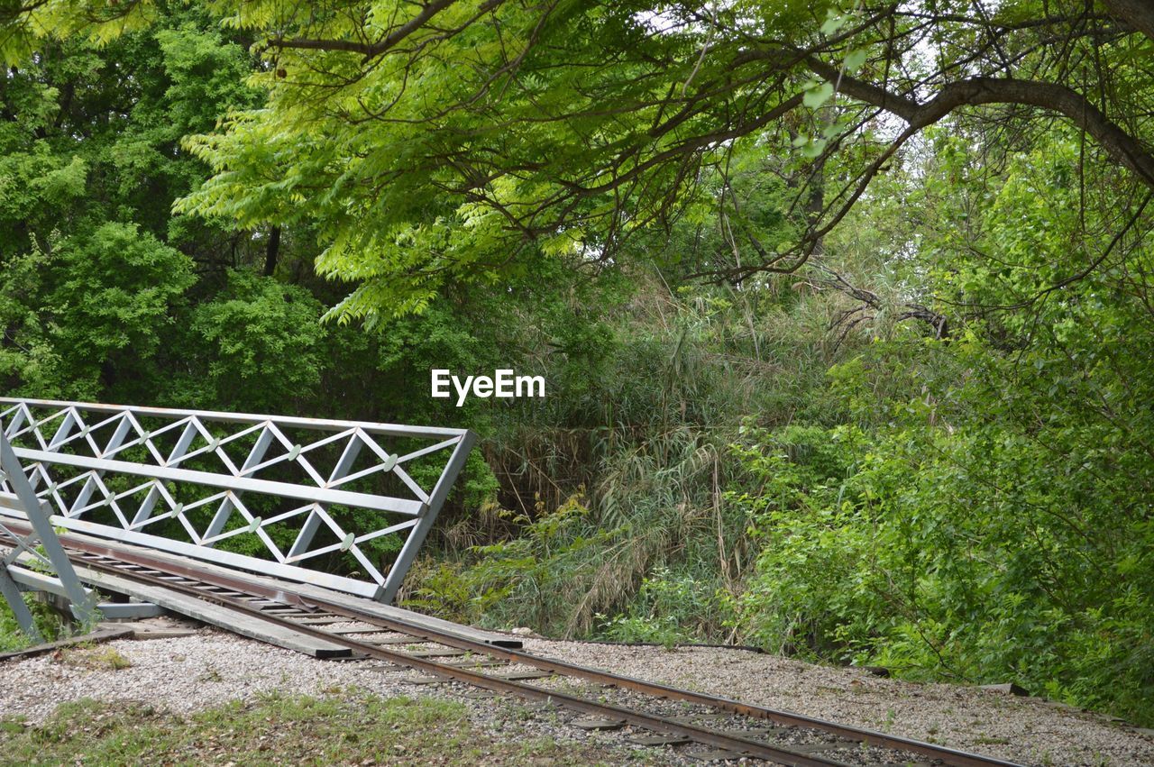 VIEW OF TREES IN FOREST