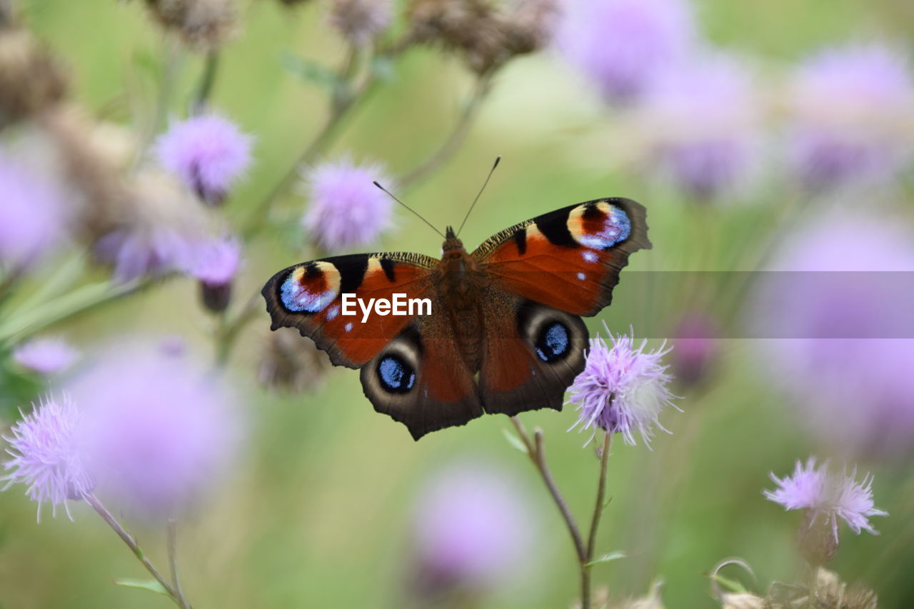 CLOSE-UP OF BUTTERFLY POLLINATING ON PURPLE FLOWERING PLANT