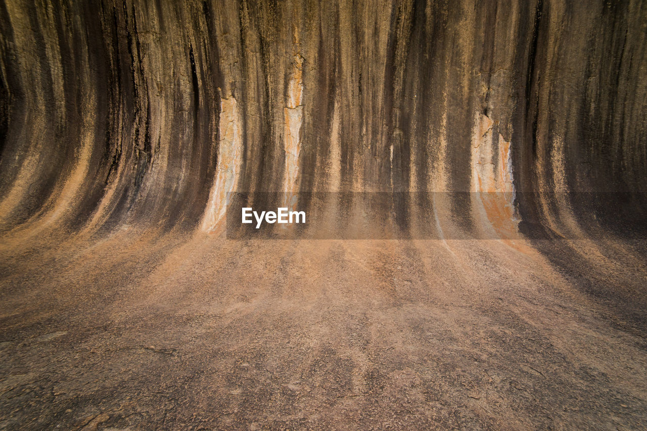 VIEW OF TREE TRUNKS IN FOREST