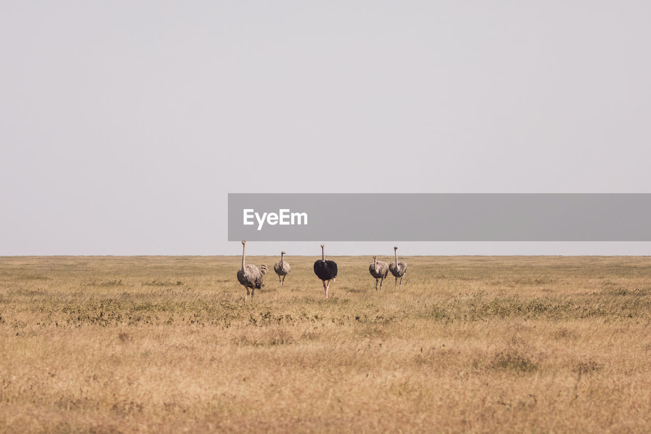 Ostriches on field against clear sky