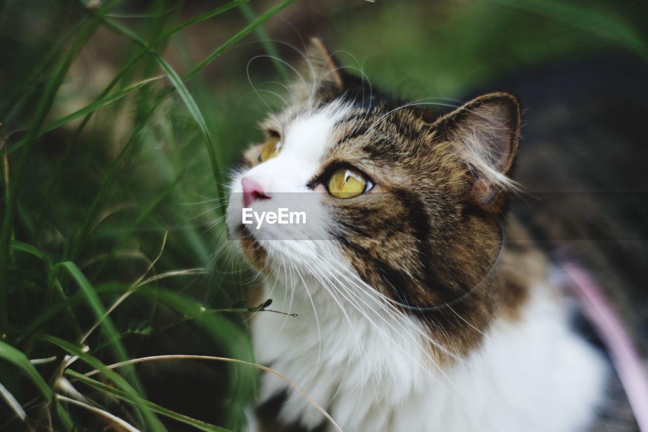 Close-up of cat looking away