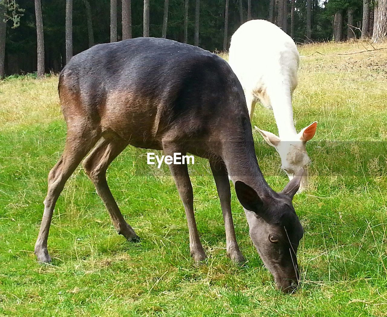 HORSE ON GRASSY FIELD