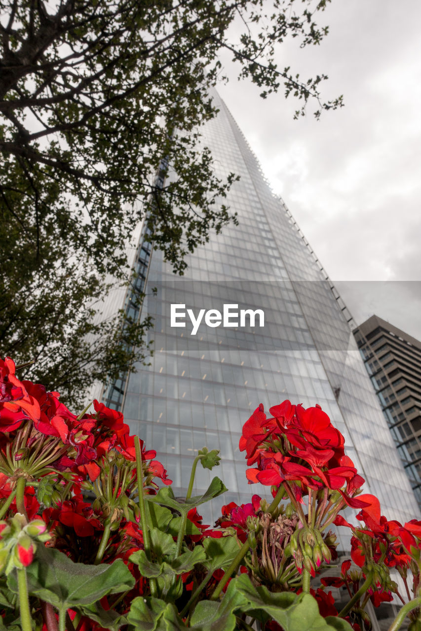 LOW ANGLE VIEW OF RED FLOWERS BLOOMING AGAINST CLOUDY SKY