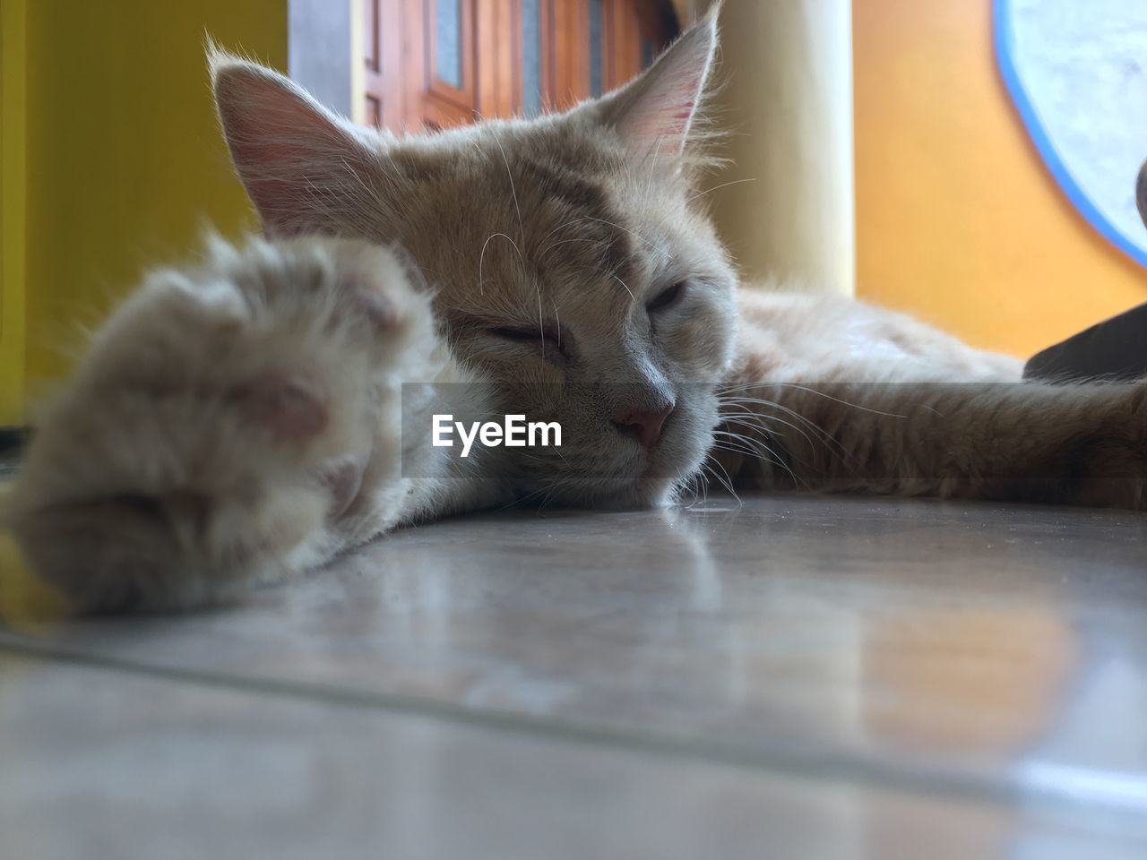 CAT RESTING ON TABLE AT HOME