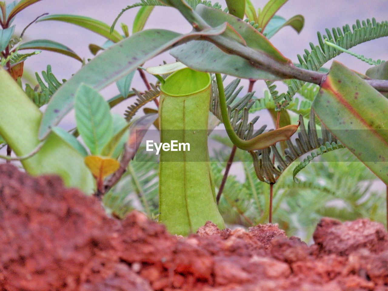 Close-up of villose pitcher plant growing outdoors