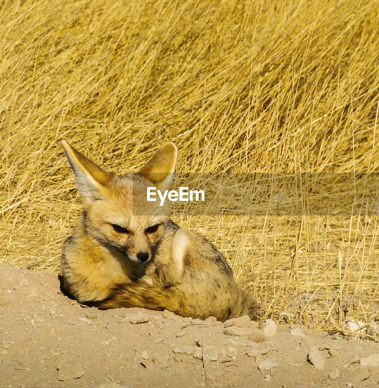 Fox sitting against hay at etosha national park