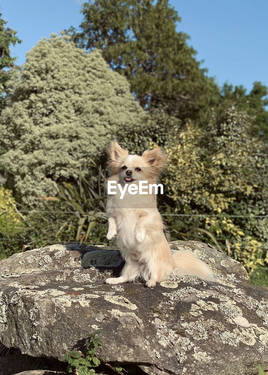 animal, animal themes, mammal, one animal, pet, domestic animals, rock, tree, dog, plant, nature, no people, portrait, wildlife, looking at camera, sitting, day, sky, outdoors, animal wildlife, canine, clear sky, looking, feline, sunlight, cat