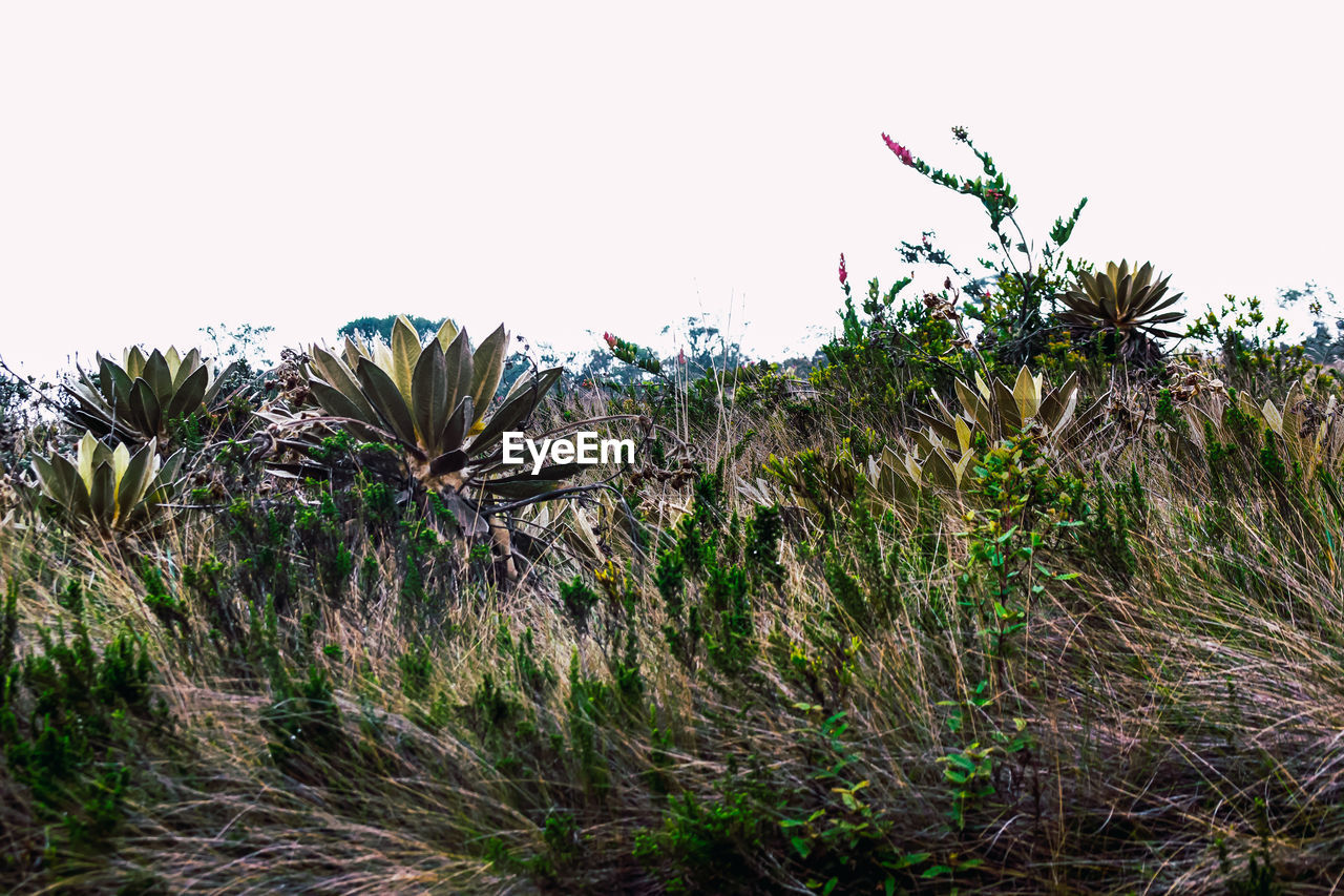 PLANTS ON FIELD AGAINST CLEAR SKY