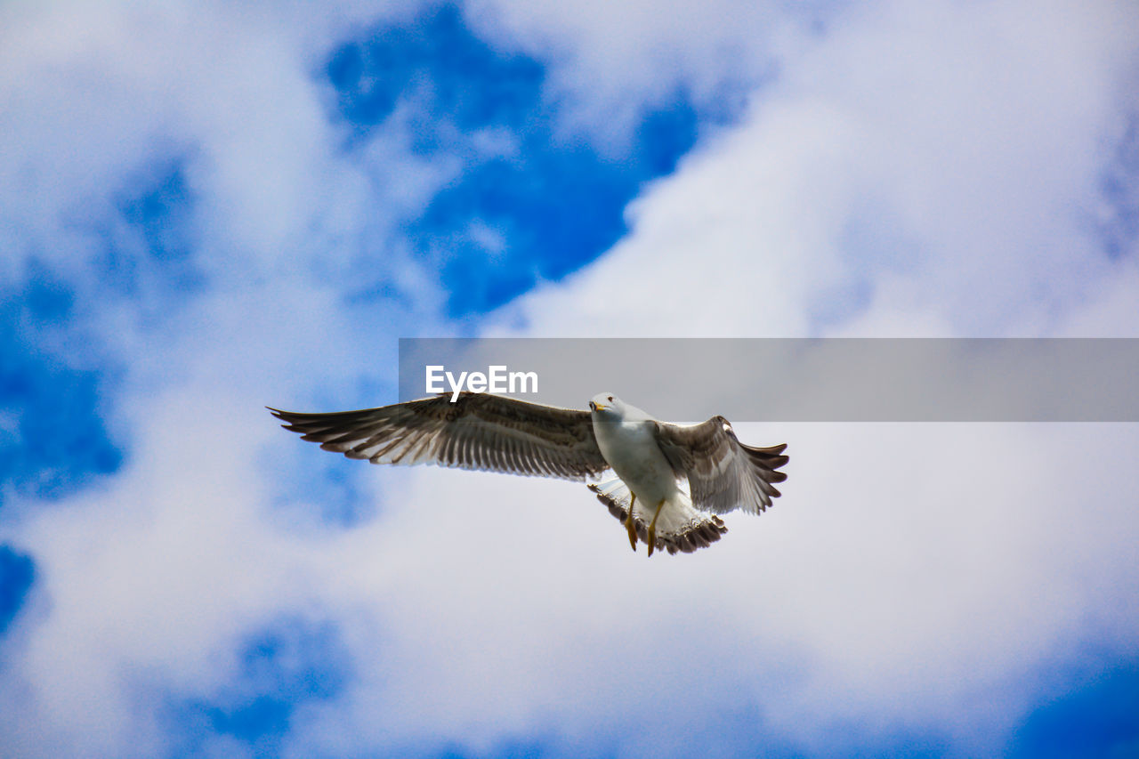LOW ANGLE VIEW OF SEAGULL FLYING IN SKY