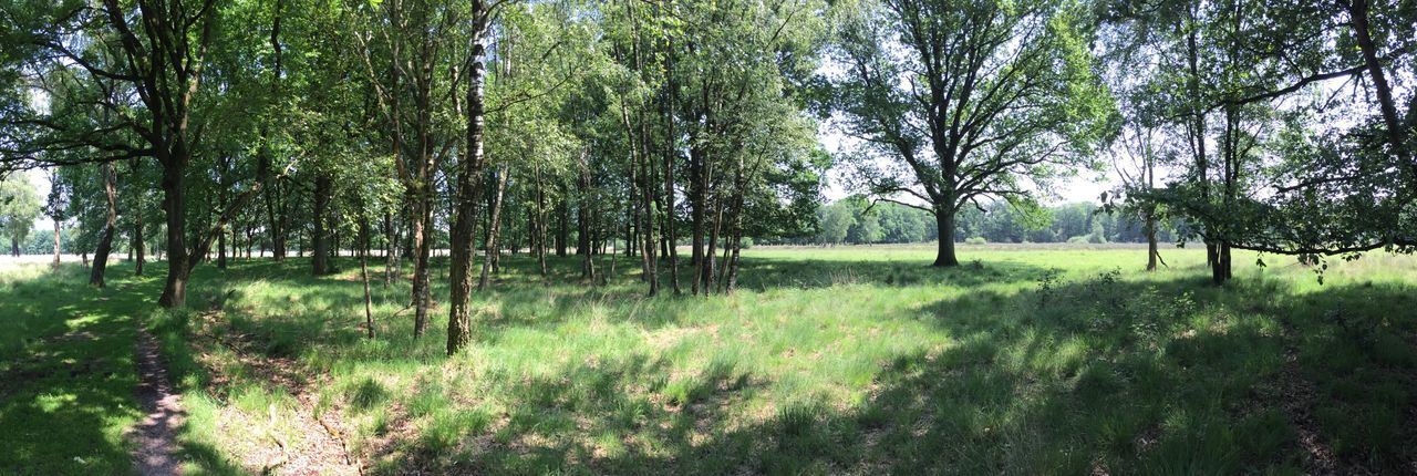 VIEW OF TREES IN FOREST