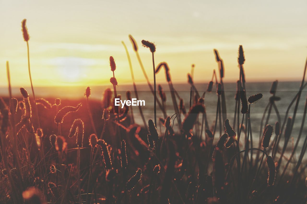 Close-up of plants on field against sky during sunset