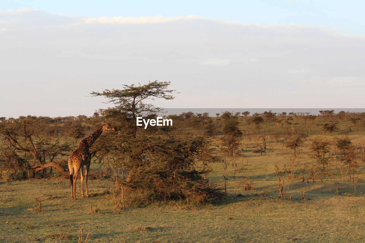 SCENIC VIEW OF RURAL LANDSCAPE