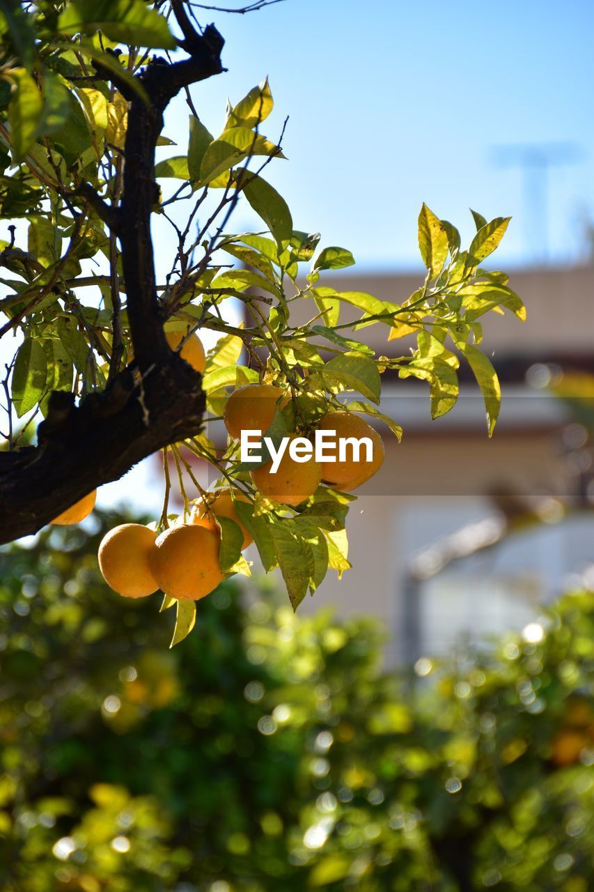 LOW ANGLE VIEW OF APPLE TREE