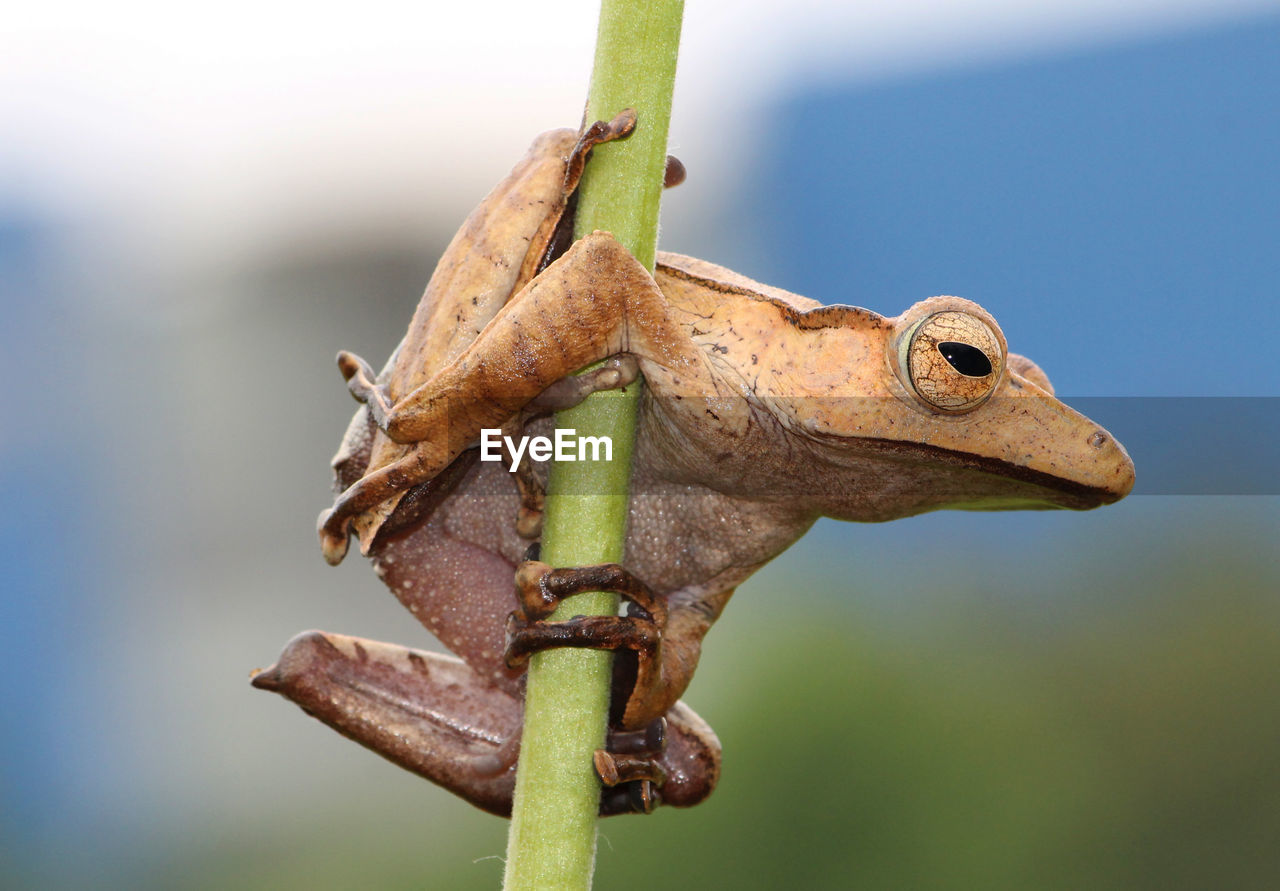 close-up of frog on branch