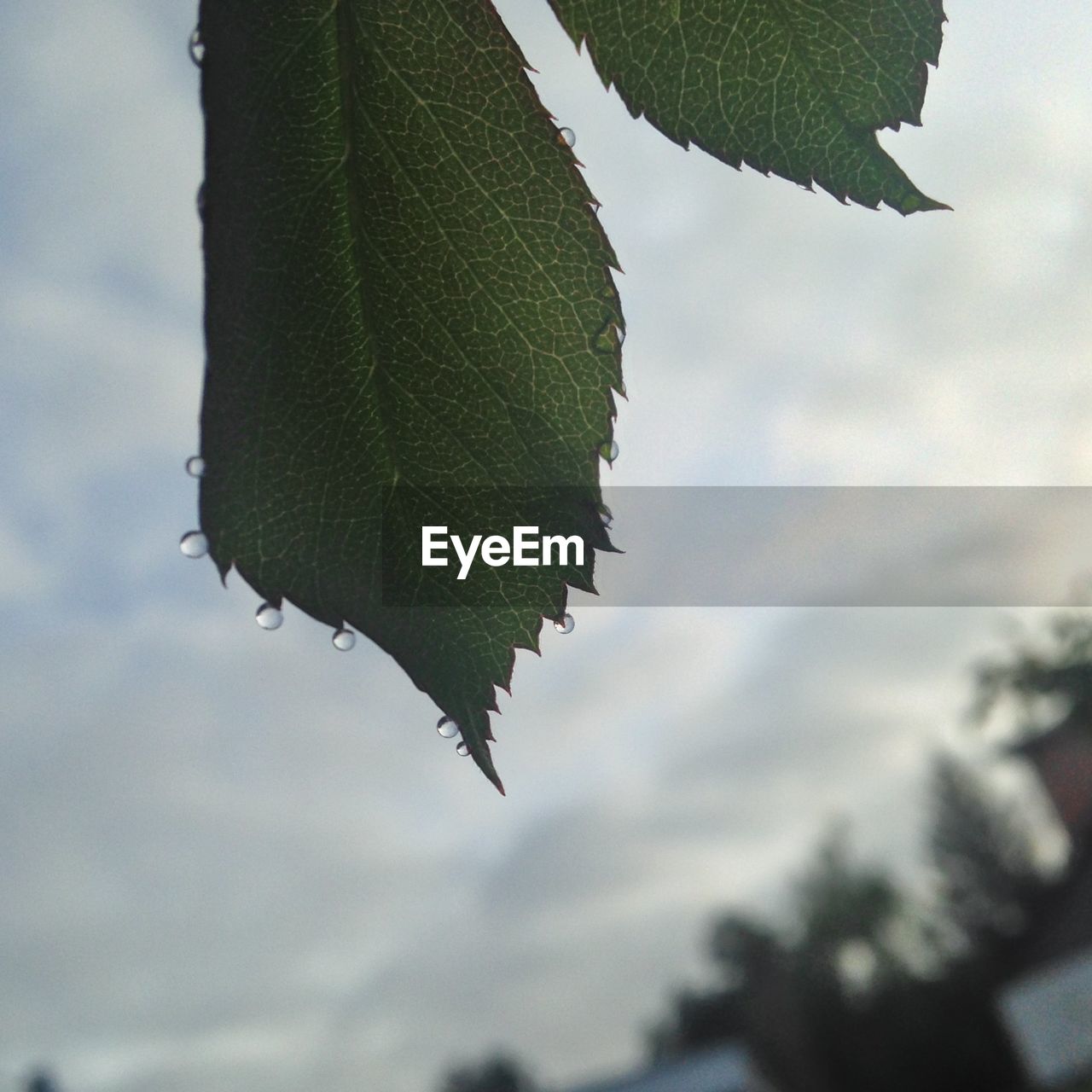 Close-up of leaves