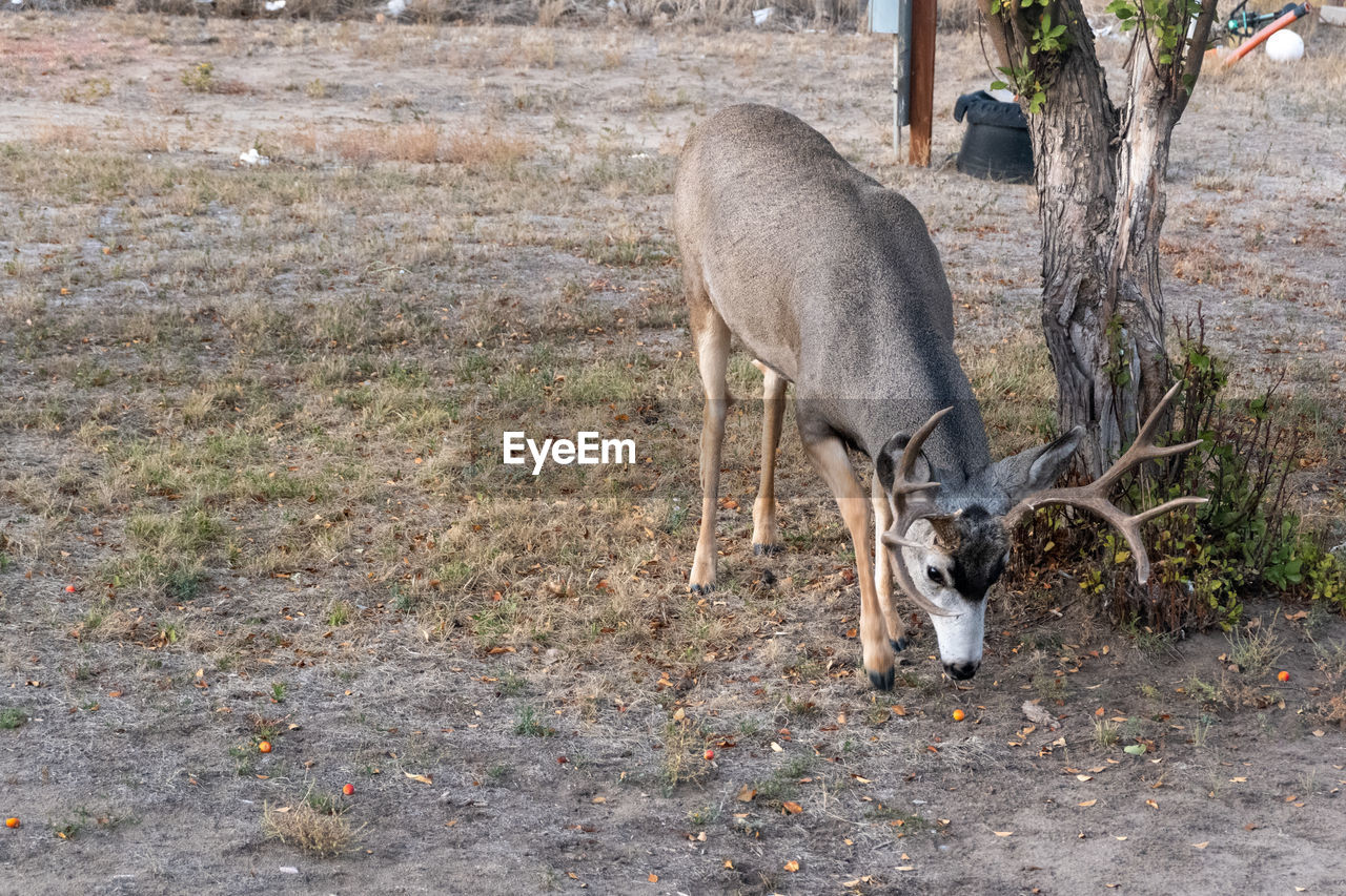 DEER STANDING ON LAND