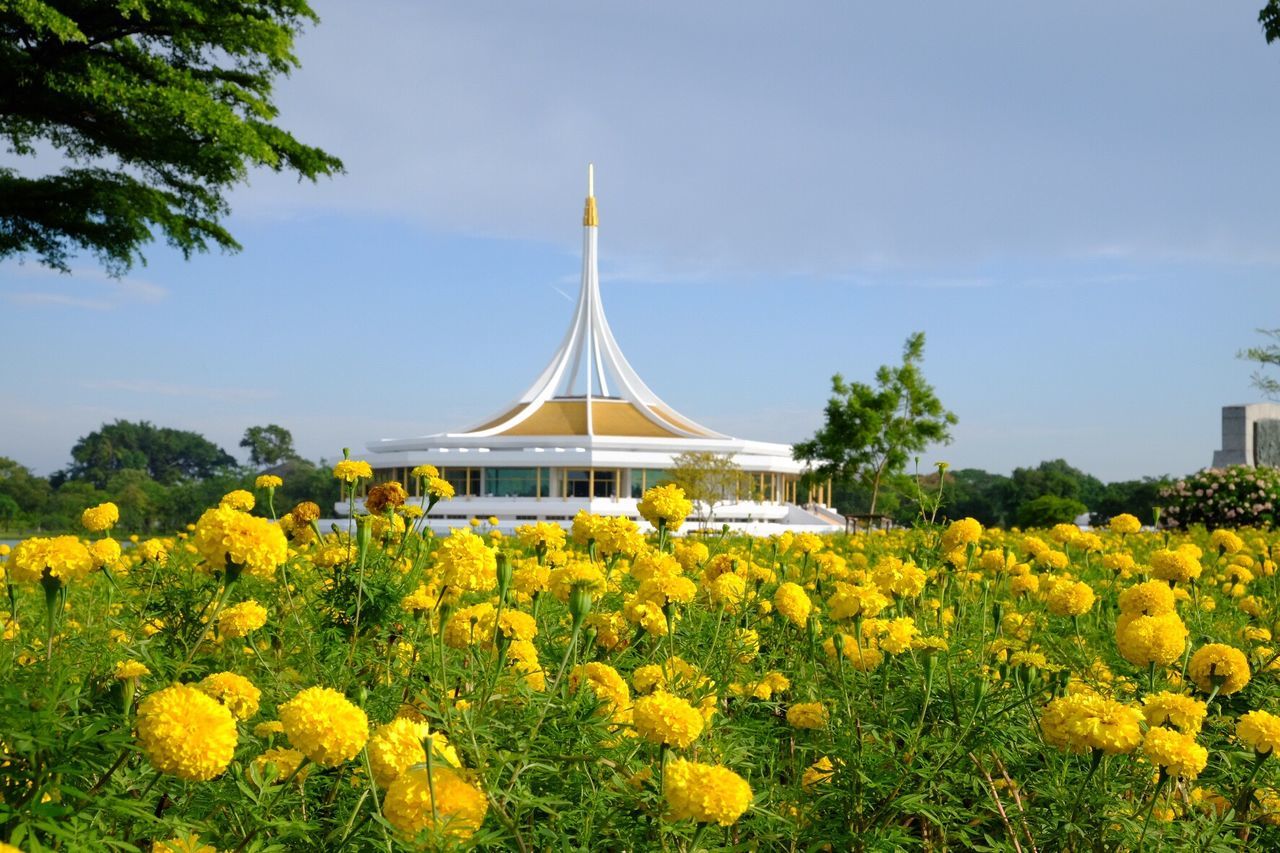 YELLOW FLOWERS BLOOMING AGAINST TREES