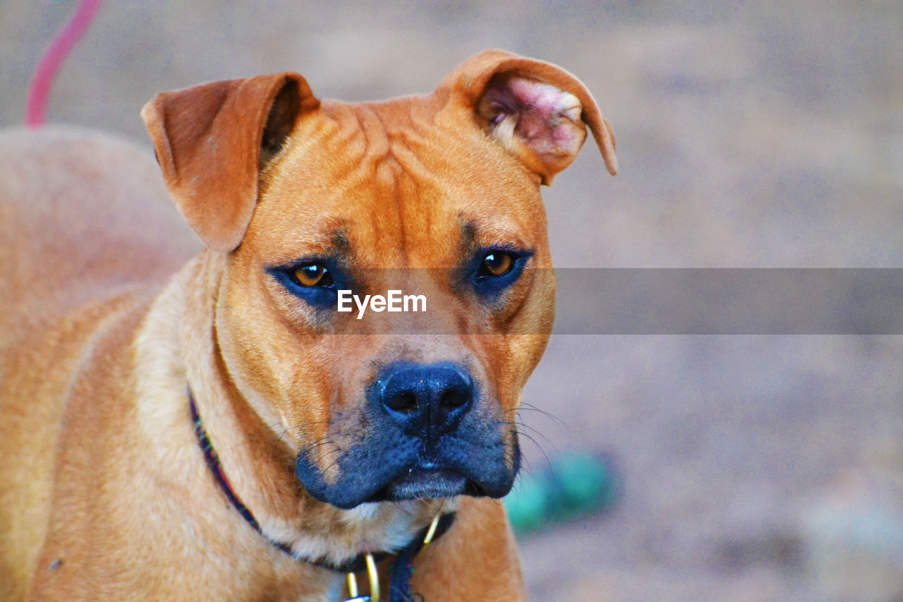 Close-up portrait of dog