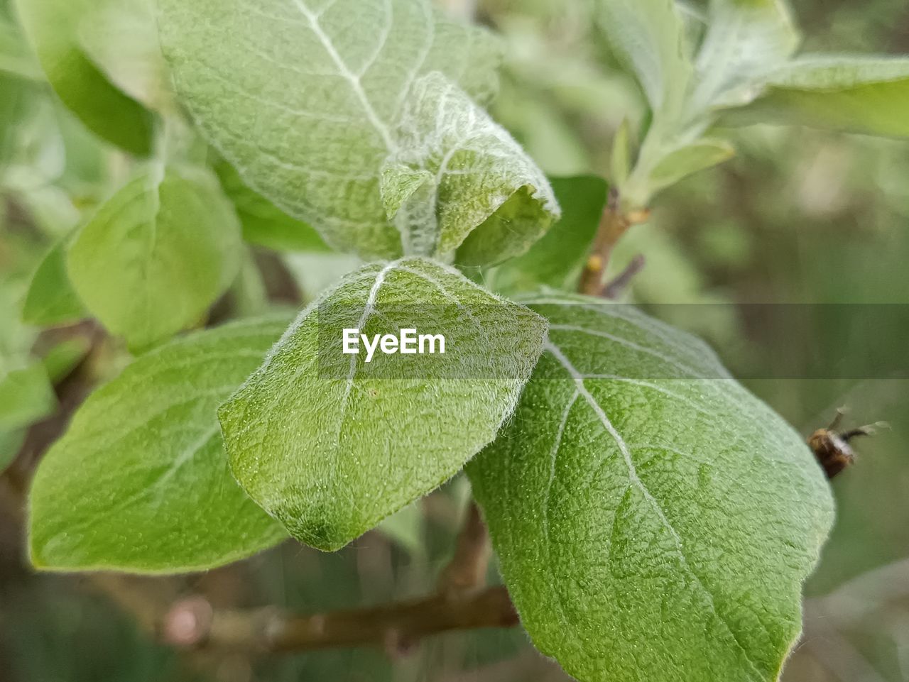 leaf, plant part, plant, green, close-up, nature, food, food and drink, produce, growth, flower, insect, no people, fruit, animal wildlife, animal, freshness, beauty in nature, healthy eating, tree, outdoors, animal themes, day, focus on foreground, wildlife, shrub, herb